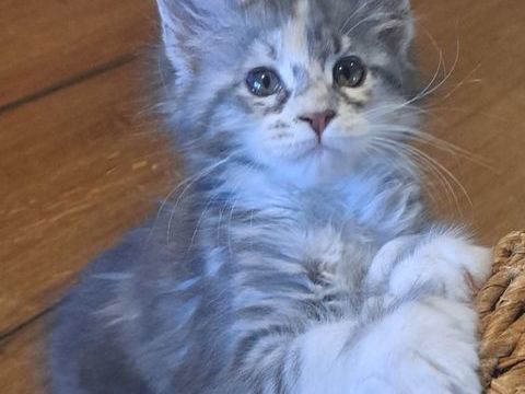 Chaton Maine coon 900 82500 Beaumont-de-lomagne