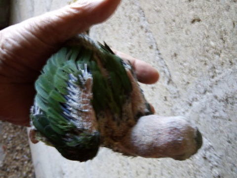 grand alexandre bb 150 60700 Pontpoint