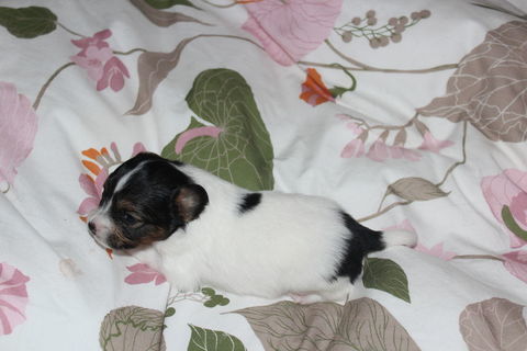  chiot &eacute;pagneul main continental papillon 900 72370 Ardenay-sur-m�rize