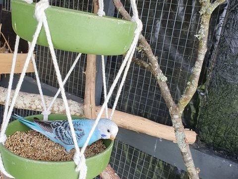 Perruche ondulés 10 41220 Dhuizon