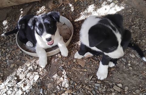 Chiots Border Collie 0 31140 Pechbonnieu