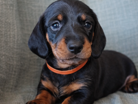 Teckel nain poil ras noir et feu n&eacute;s le 19/02/2026  1600 11300 Cournanel