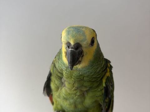 B&eacute;b&eacute; amazone &agrave; front bleur 850 59000 Lille