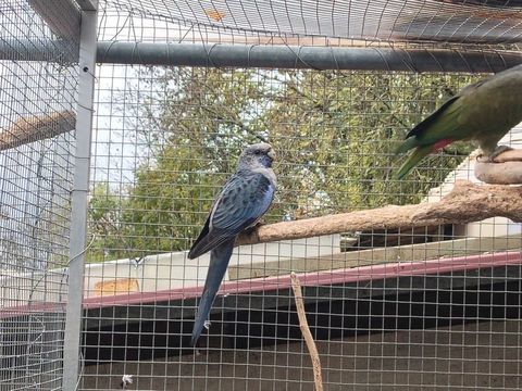 Perruche de pennant 80 42560 Saint-jean-soleymieux