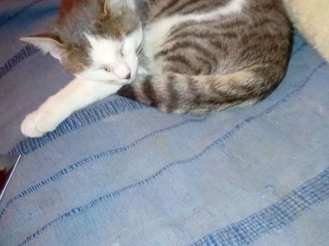 ZORRO est r&eacute;serv&eacute;  240 92400 Courbevoie