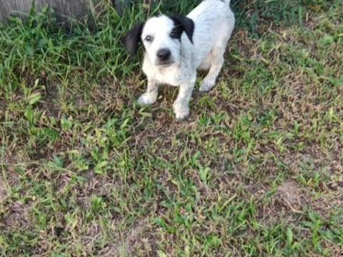 Mour, mâle X berger, né le 26/09/2025 &#128054; 300 13100 Aix-en-provence