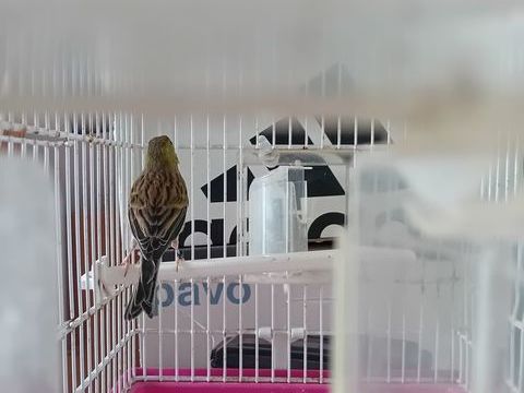 Femelle raza de 2023 25 95100 Argenteuil