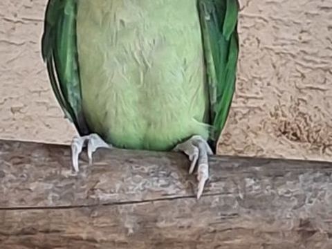 Grande perruche 300 91120 Palaiseau