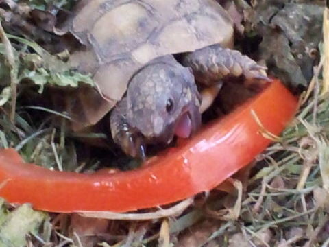 Incubateur Tortues terrestres 40 13110 Port-de-bouc