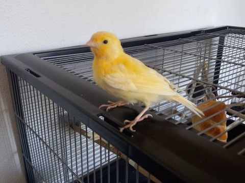 Jeunes couple de canari 60 euros 60 83230 Bormes-les-mimosas