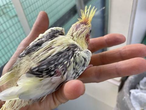 &Agrave; r&eacute;server b&eacute;b&eacute; callopsitte 100 06800 Cagnes-sur-mer