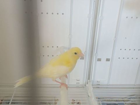 Canaris m&acirc;le 15 31560 Nailloux