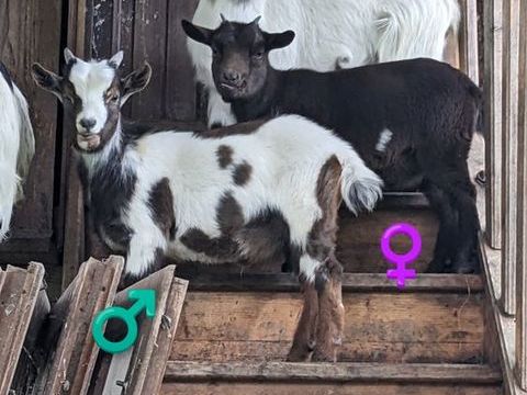 Chèvres 0 86580 Biard