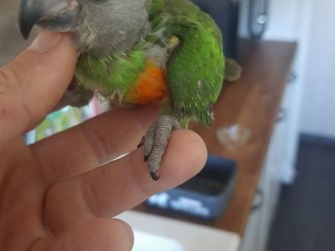 YOUYOU du Senegal 700 83000 Toulon