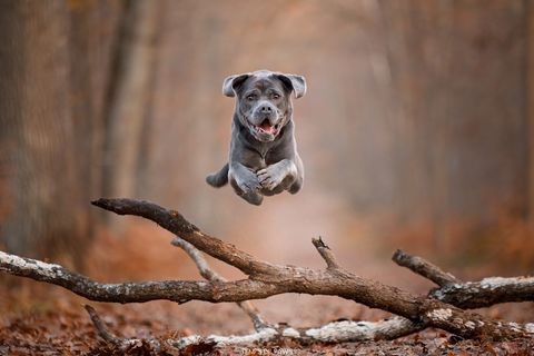 Photographe animalier pour chien, chat et NAC 195 94130 Nogent-sur-marne