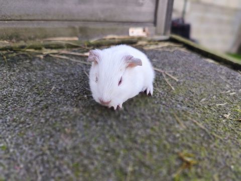 B&eacute;b&eacute; cochon d'Inde m&acirc;le 20 77450 Montry