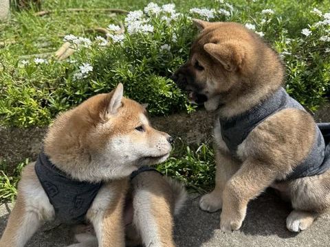 Chiot Shiba inu 1500 93600 Aulnay-sous-bois