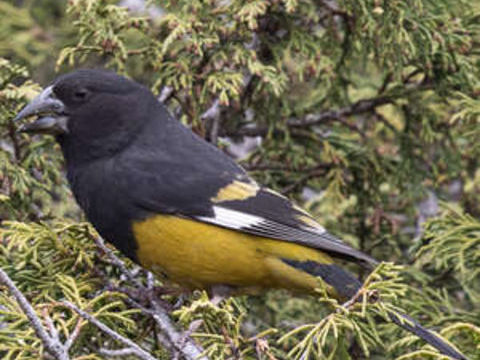 Mycerobas carnipes (Gros-bec &agrave; ailes blanches) 0 41230 Courmemin
