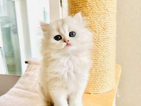 chaton m&acirc;le british longhair 1800 75019 Paris