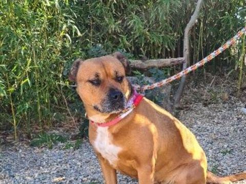 Chien KENYA &agrave; l adoption 210 34450 Vias