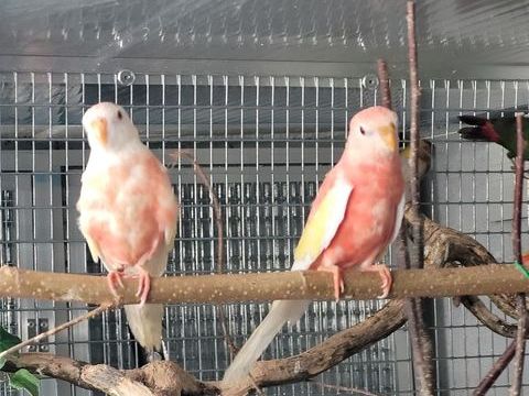 Bourke mutation 65 45000 Orl�ans