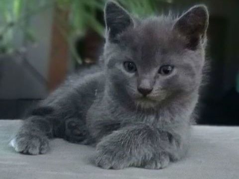 Magnifique bleu russe  450 92120 Montrouge