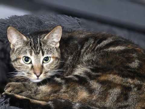 WALKYRIE 210 27140 Gisors