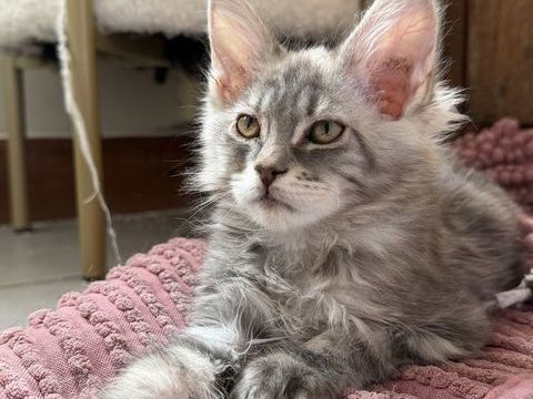 Chatons Maine coon LOOF 1350 89700 Tonnerre