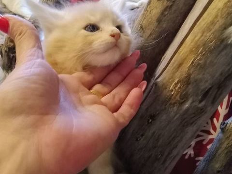 Magnifique B&eacute;b&eacute; Maine Coon m&acirc;le Red Silver 1600 77300 Fontainebleau