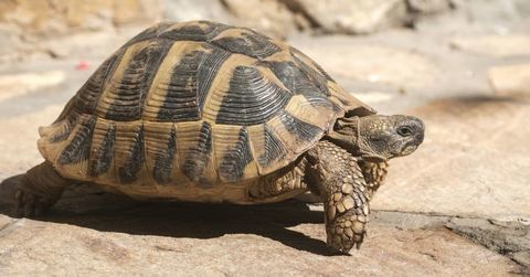 recherche tortues de terre 20 12240 Vabre-tizac