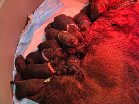 chiots labrador chocolat a r&eacute;serv&eacute; 1100 44460 Avessac