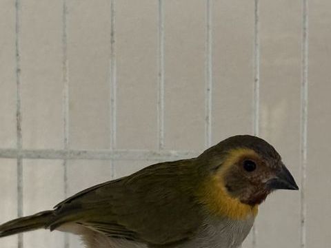 Oiseau chanteur de cuba 60 93330 Neuilly-sur-marne