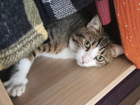 TERTIO Chat tigré blanc 2 ans 195 92260 Fontenay-aux-roses