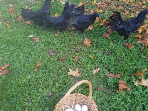 Poule ayam cemani livraison possible 39 77540 Courpalay