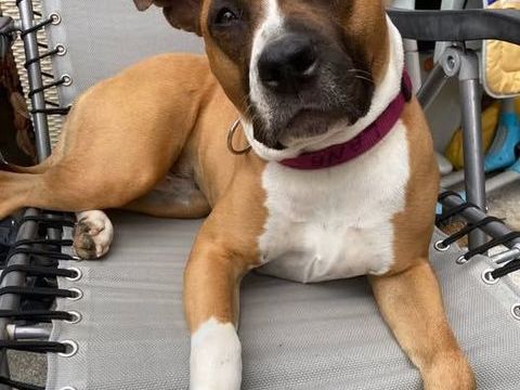 Chien LANA  à l adoption 210 07340 Flines