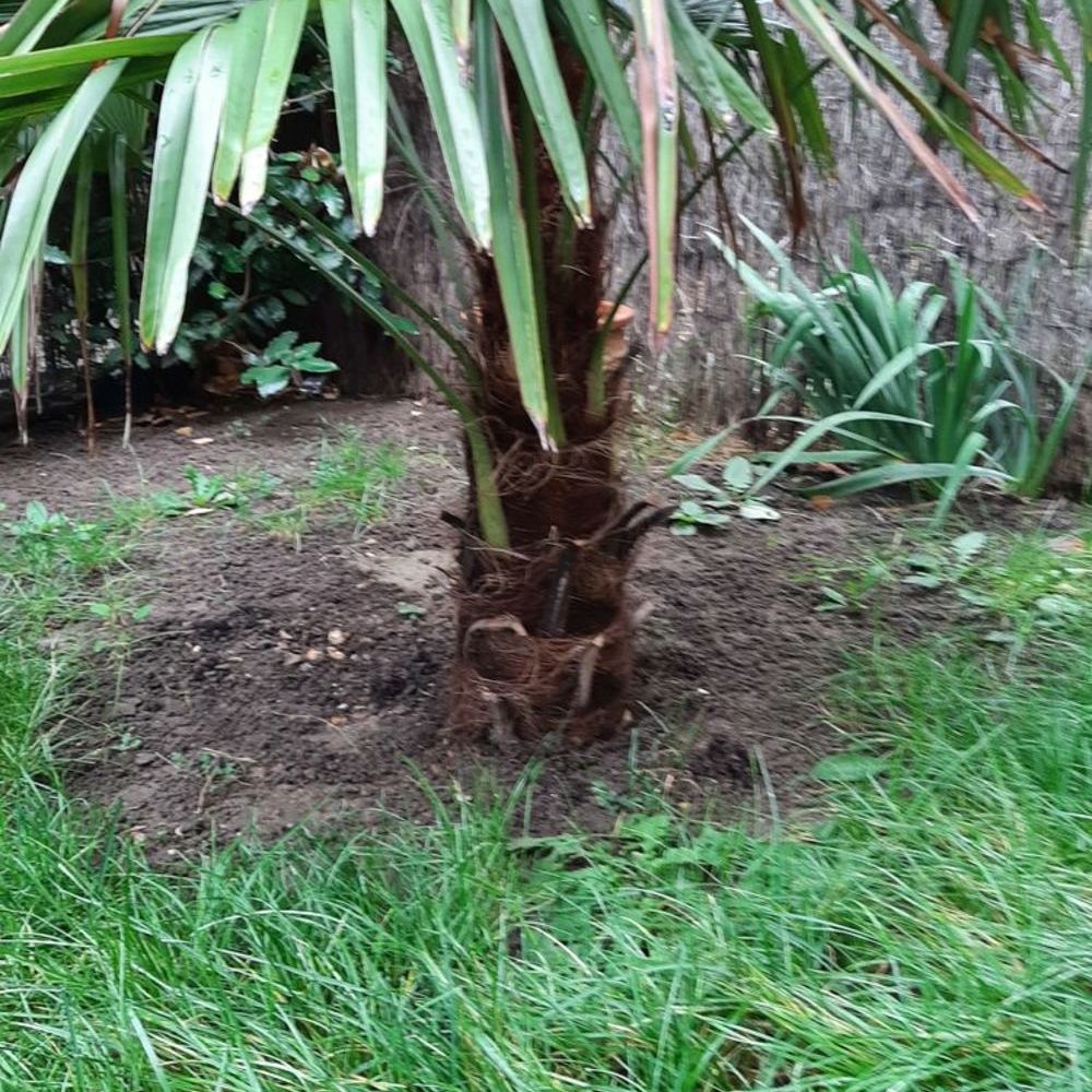 PALMIER CHANURE Jardin