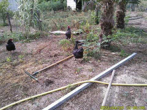 poule et coq wyandotte 15 85230 Saint-gervais