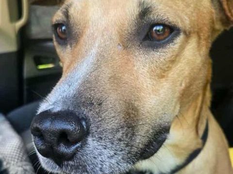 A&Iuml;KO la douceur des &icirc;les 350 60000 Beauvais