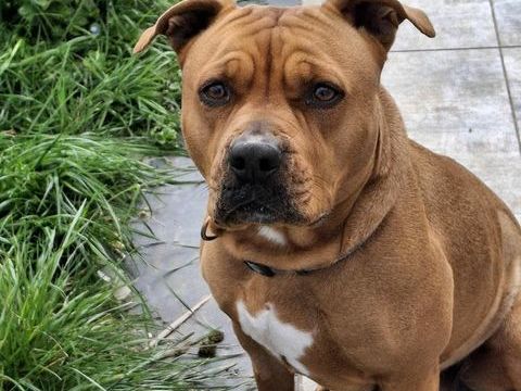 Mora, chienne crois&eacute;e Staffordshire terrier &agrave; adopter 330 18500 Sainte-thorette