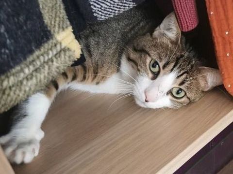 TERTIO CHAT TIGRE BLANC 2 ANS 195 92260 Fontenay-aux-roses