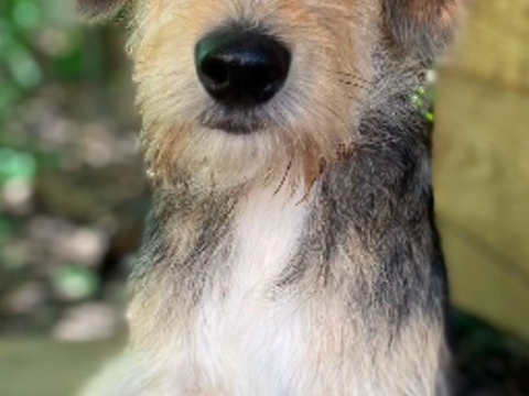 A L'ADOPTION ROMEO 0 75018 Paris