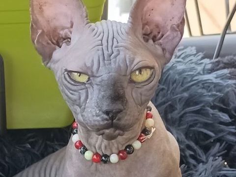 chat chaton type Sphynx 1000 78114 Magny-les-hameaux