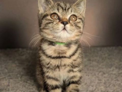 Chatons British Shorthair LOOF 850 56150 Gunin