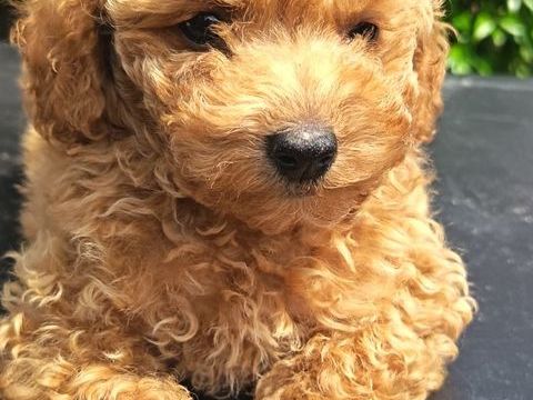 Caniche chiot  m&acirc;le abricot 1130 35300 Fougères