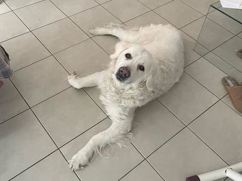 Golden retriever M&acirc;le 12 ans 0 78680 �p�ne
