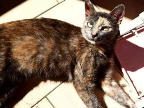 Rosa, petite minette cherche sa famille pour la vie 230 84190 Vacqueyras