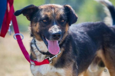 ZEUS crois&eacute; de 2 ans 300 44190 Clisson