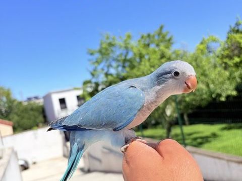 Tr&egrave;s Belle Conure Souris EAM TR&Egrave;S BIEN APPRIVOIS&Eacute;ES 2026 390 94450 Limeil-brévannes