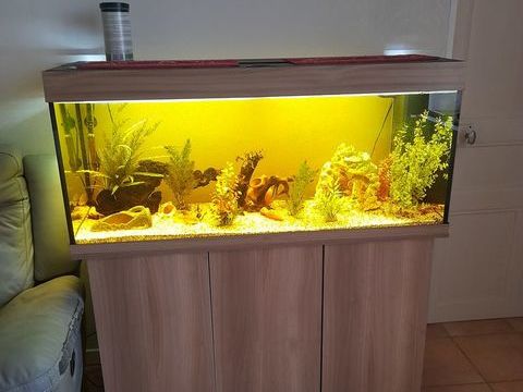 aquarium complet avec meuble et poissons 300 86330 Angliers