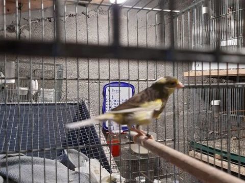 Canari Timbrado 40 33240 Saint-andré-de-cubzac